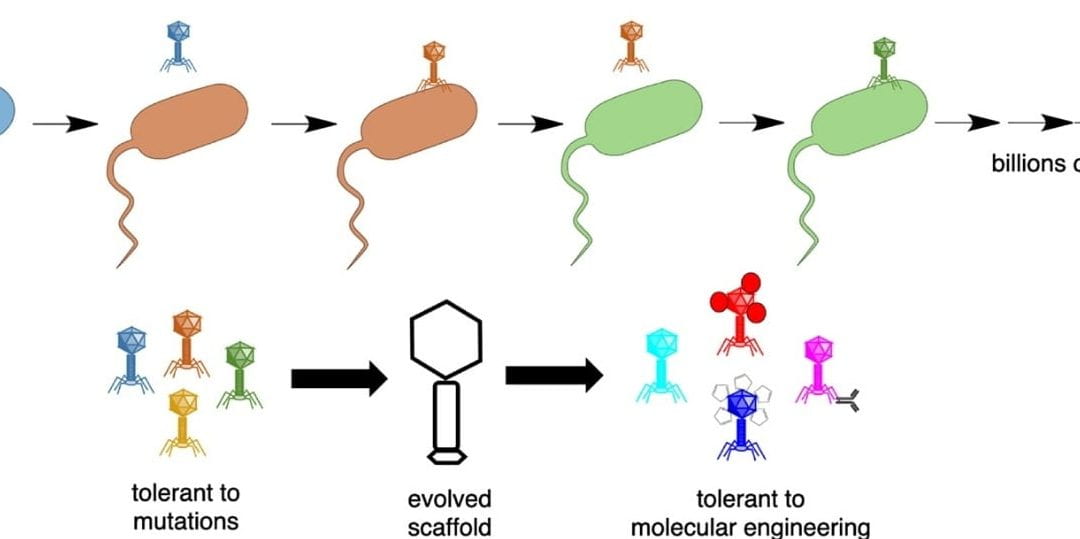 Why do phages tolerate molecular engineering?