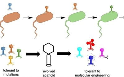Why do phages tolerate molecular engineering?