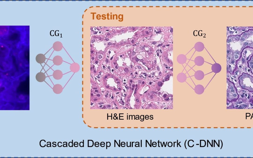 Virtual stain transfer in histology via cascaded deep neural networks
